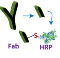 Fab—HRP conjugate