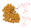 Peptide—KLH Conjugate