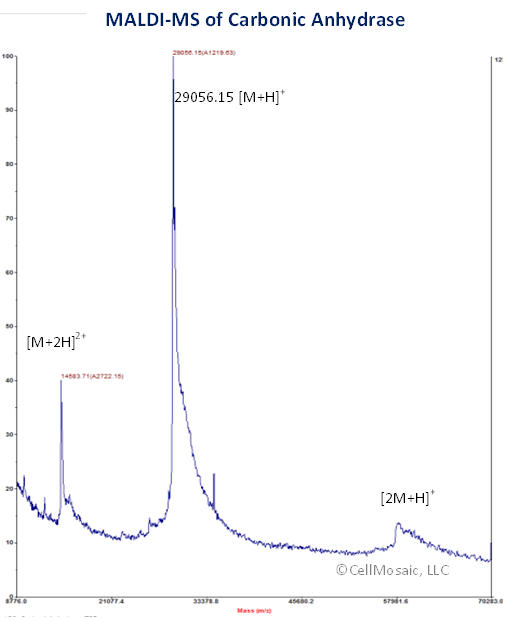 MALDI-MS of Carbonic Anhydrase