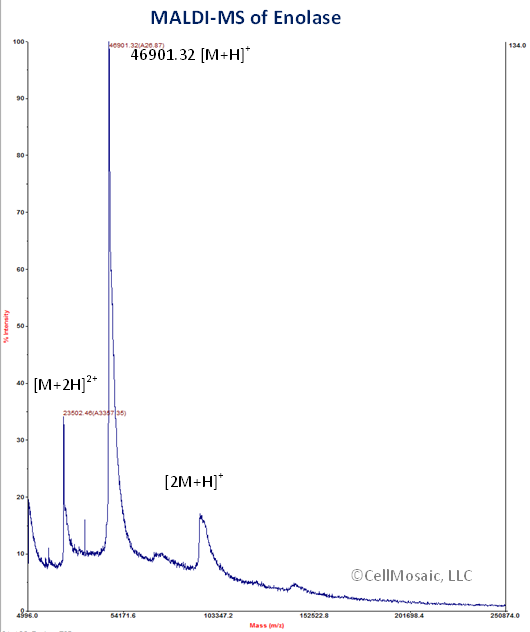 MALDI-MS of Enolase