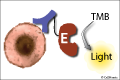 diagnostic bioconjugates